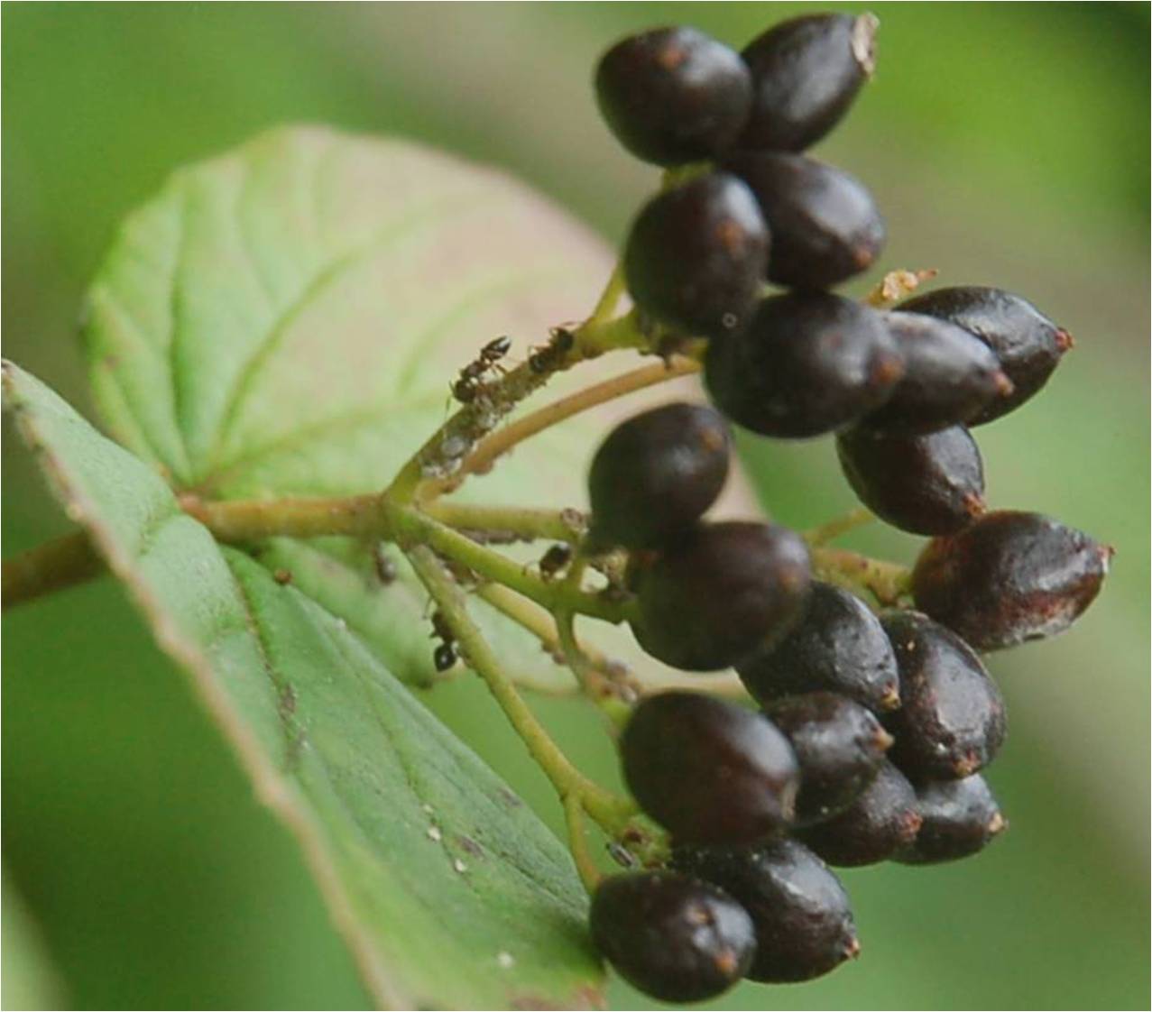 Viburnum rafinesquianum with ants tending aphids at ECWA's 	Glennstone Preserve
